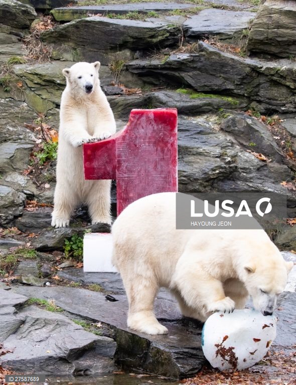 O urso polar Hertha brinca com gelo durante o primeiro aniversário de vida no Zoo Tierpark Berlin, em Berlim, Alemanha