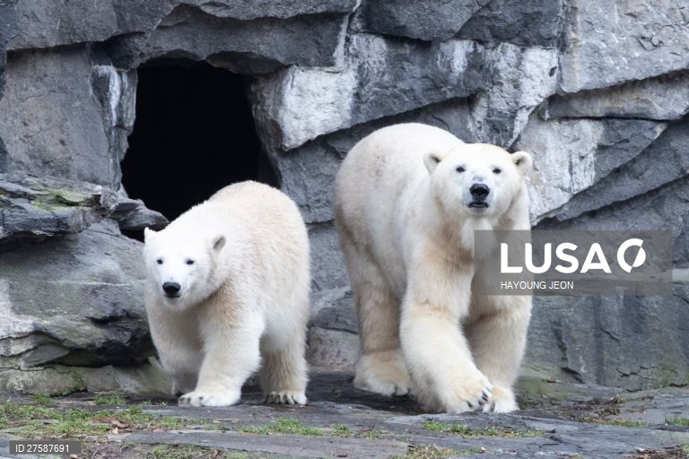 O urso polar Hertha brinca com gelo durante o primeiro aniversário de vida no Zoo Tierpark Berlin, em Berlim, Alemanha