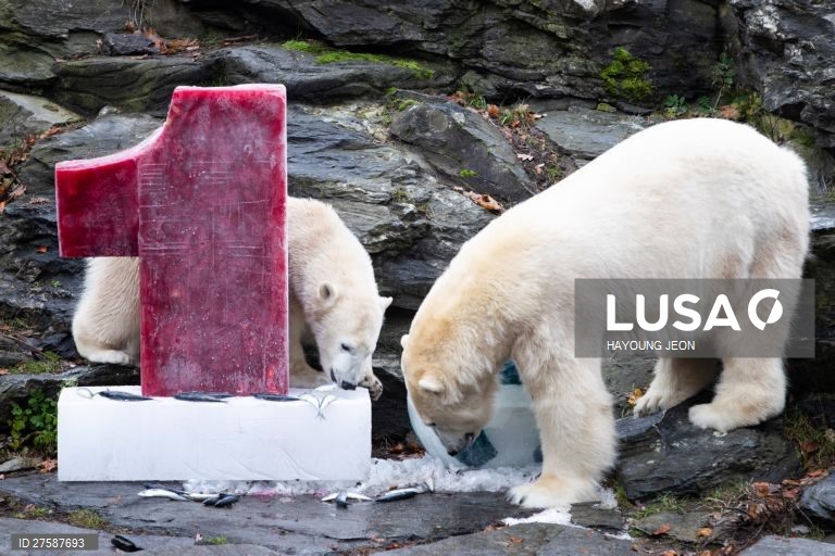 O urso polar Hertha brinca com gelo durante o primeiro aniversário de vida no Zoo Tierpark Berlin, em Berlim, Alemanha