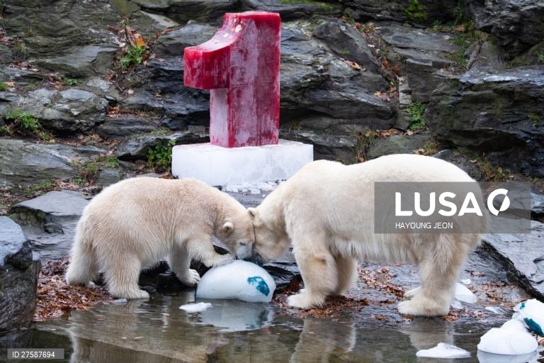 O urso polar Hertha brinca com gelo durante o primeiro aniversário de vida no Zoo Tierpark Berlin, em Berlim, Alemanha