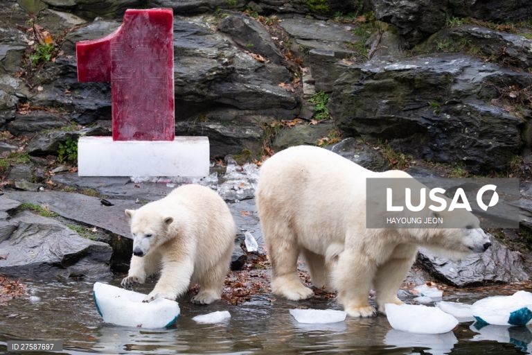 O urso polar Hertha brinca com gelo durante o primeiro aniversário de vida no Zoo Tierpark Berlin, em Berlim, Alemanha