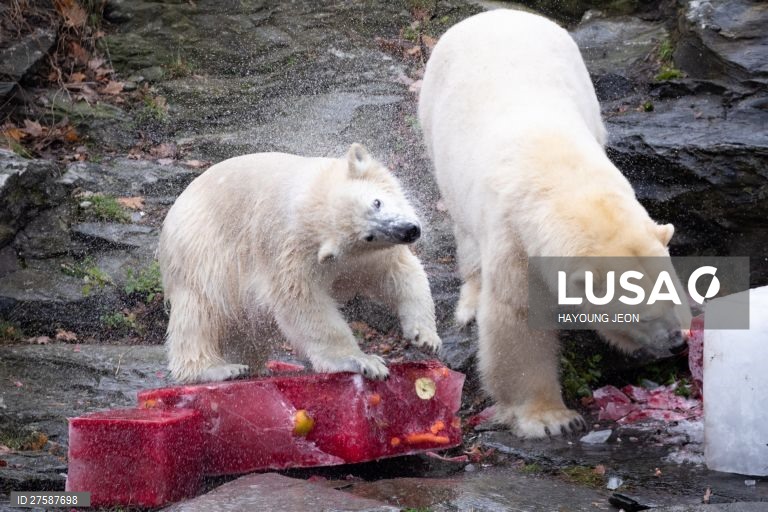O urso polar Hertha brinca com gelo durante o primeiro aniversário de vida no Zoo Tierpark Berlin, em Berlim, Alemanha