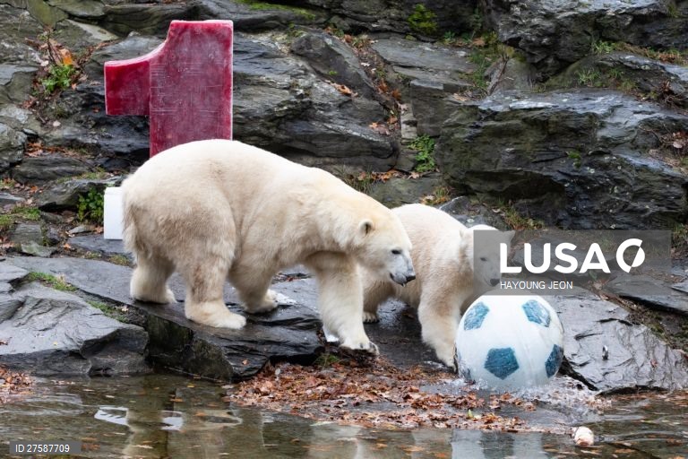 O urso polar Hertha brinca com gelo durante o primeiro aniversário de vida no Zoo Tierpark Berlin, em Berlim, Alemanha