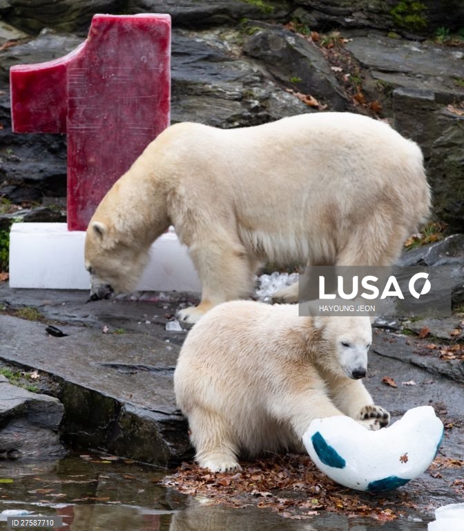 O urso polar Hertha brinca com gelo durante o primeiro aniversário de vida no Zoo Tierpark Berlin, em Berlim, Alemanha