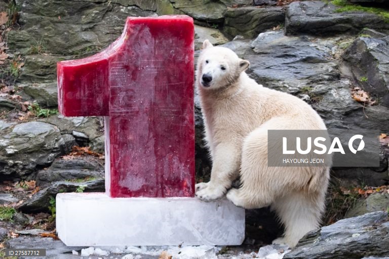 O urso polar Hertha brinca com gelo durante o primeiro aniversário de vida no Zoo Tierpark Berlin, em Berlim, Alemanha