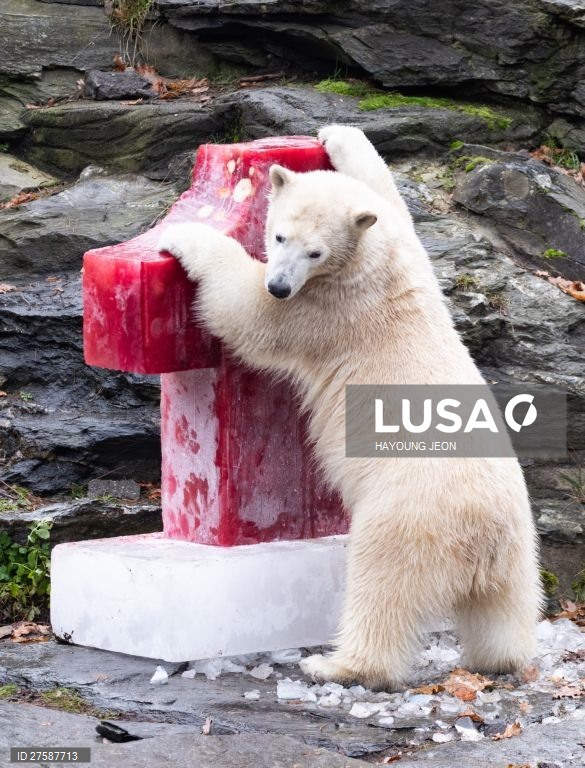 O urso polar Hertha brinca com gelo durante o primeiro aniversário de vida no Zoo Tierpark Berlin, em Berlim, Alemanha