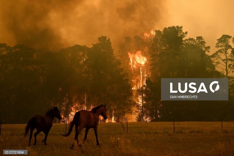 Os incêndios florestais continuam ativos na Austrália, com as temperaturas acima dos 40 graus.