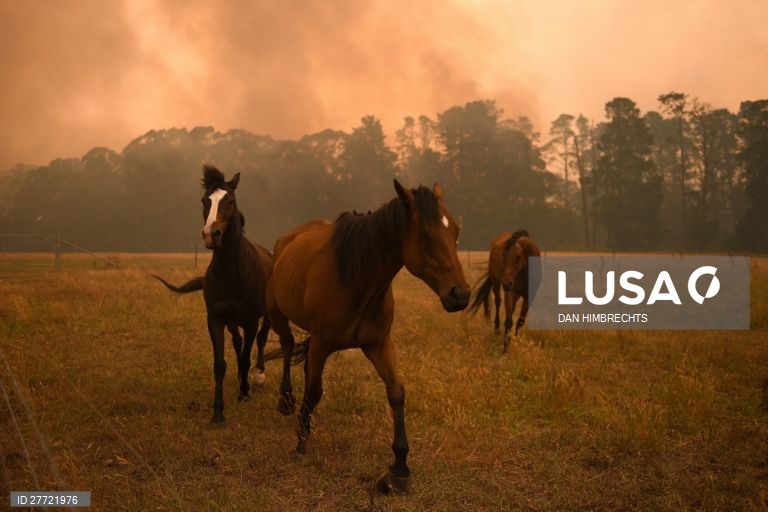 Os incêndios florestais continuam ativos na Austrália, com as temperaturas acima dos 40 graus.