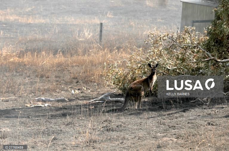 Rescaldo de um incêndio na Austrália.