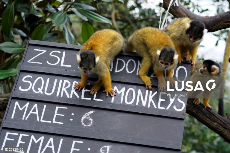 Balanço anual de animais no zoológico de Londres.