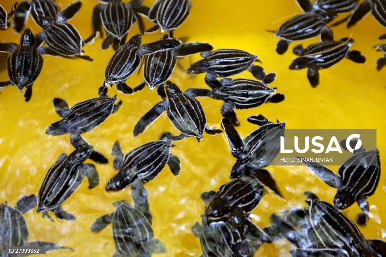 Indonésia: Libertação de tartarugas de couro em Aceh