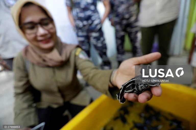 Indonésia: Libertação de tartarugas de couro em Aceh