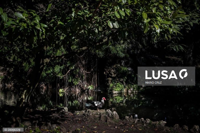 Jardim Botânico Tropical reabre com espaços renovados, em Belém, Lisboa.