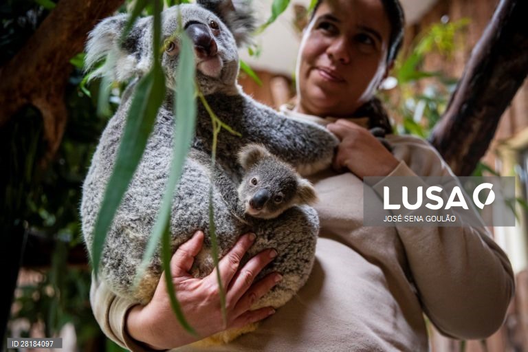 Coala nascido no Jardim Zoológico de Lisboa