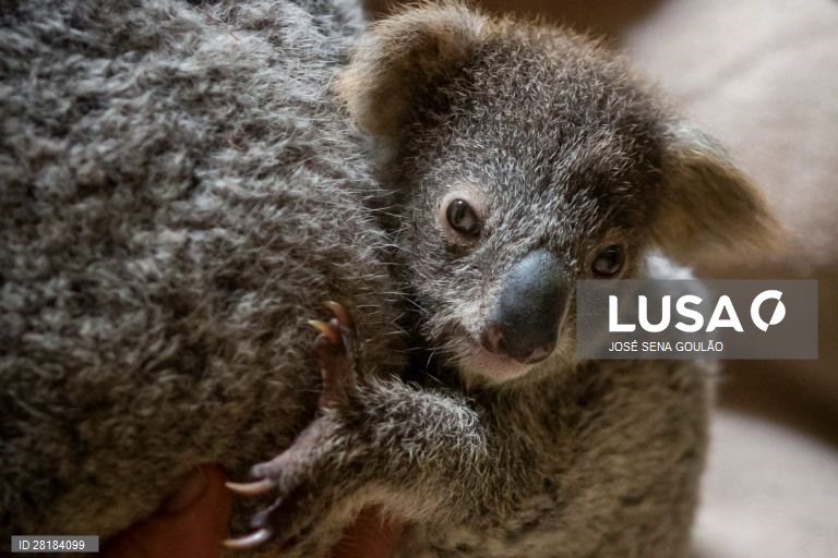 Coala nascido no Jardim Zoológico de Lisboa