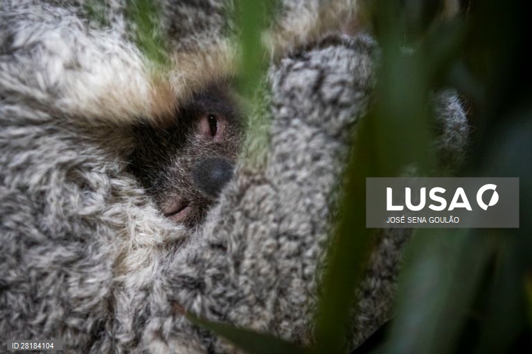 Coala nascido no Jardim Zoológico de Lisboa