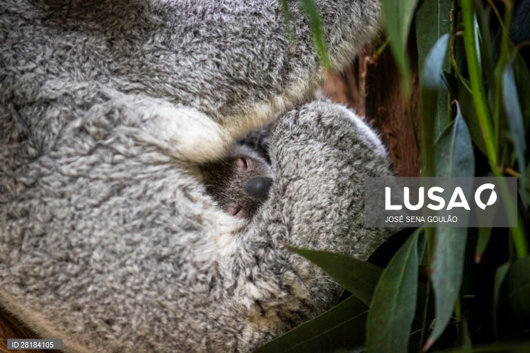 Coala nascido no Jardim Zoológico de Lisboa