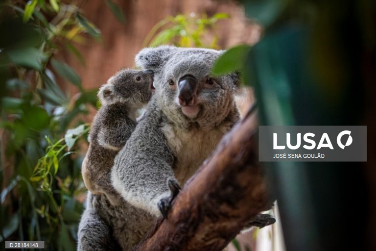 Coala nascido no Jardim Zoológico de Lisboa