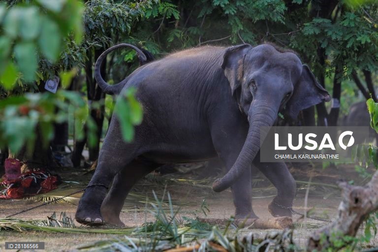 Sri Lanka: Procissão budista em Colombo