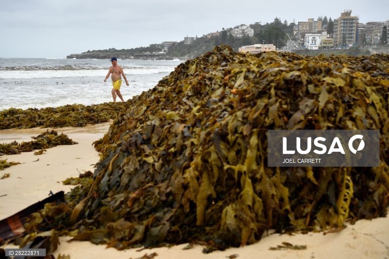 Algas marinhas dão à costa em Sydney