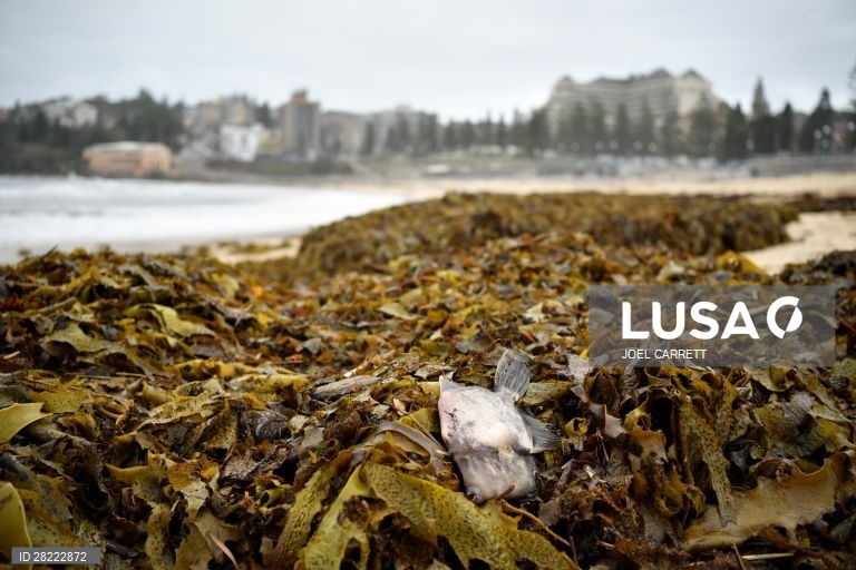 Algas marinhas dão à costa em Sydney