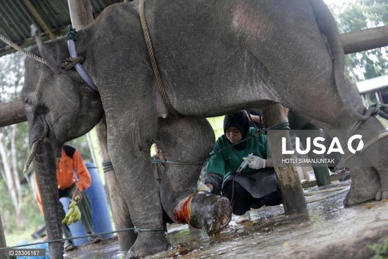 Elefante jovem abandonado na Indonésia