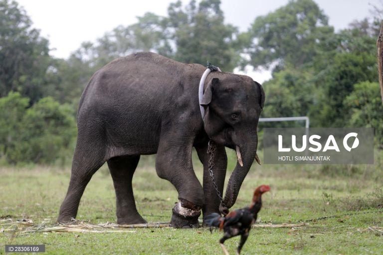 Elefante jovem abandonado na Indonésia