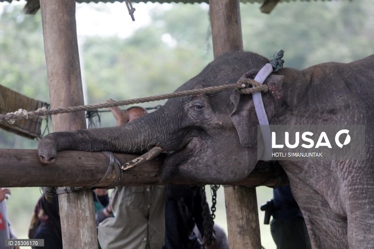 Elefante jovem abandonado na Indonésia