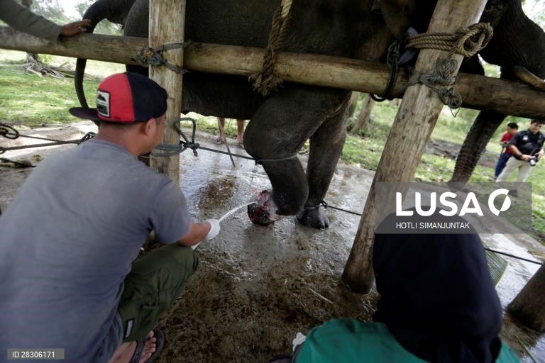 Elefante jovem abandonado na Indonésia