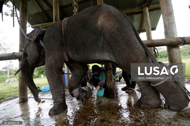 Elefante jovem abandonado na Indonésia