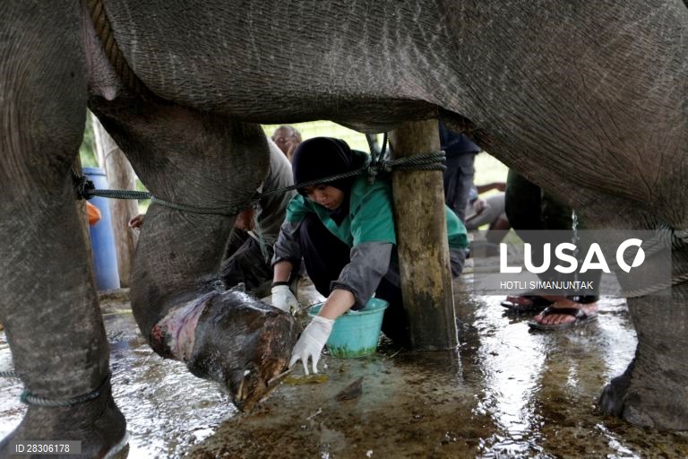 Elefante jovem abandonado na Indonésia