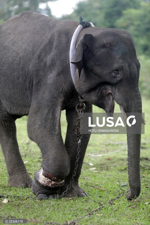 Elefante jovem abandonado na Indonésia