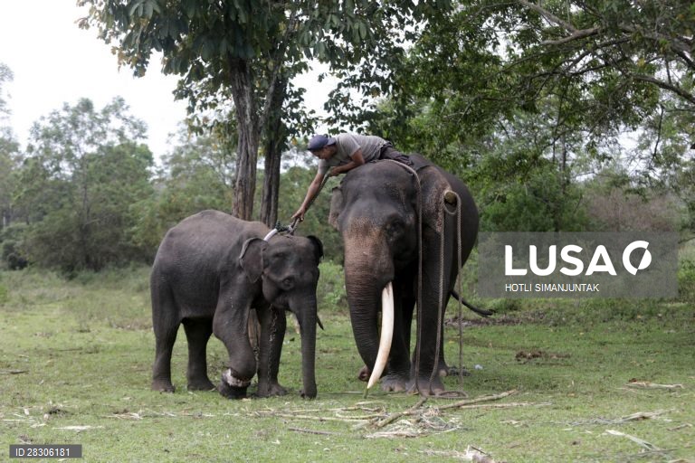 Elefante jovem abandonado na Indonésia