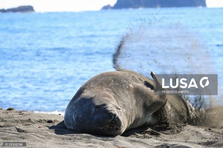 Vida selvagem na Antártida