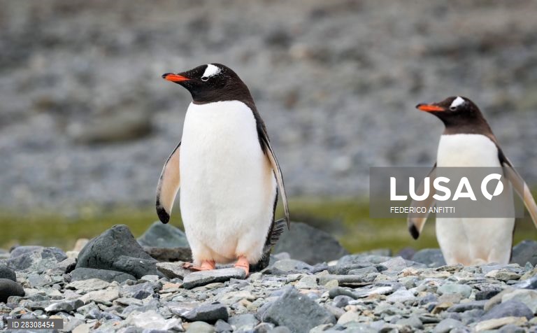 Vida selvagem na Antártida