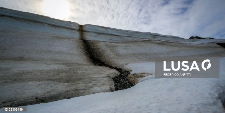 Vida selvagem na Antártida