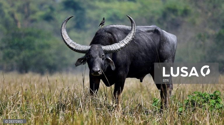 Santuário de vida selvagem de Pobitora, Índia