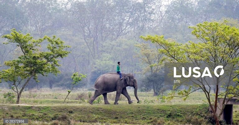 Santuário de vida selvagem de Pobitora, Índia
