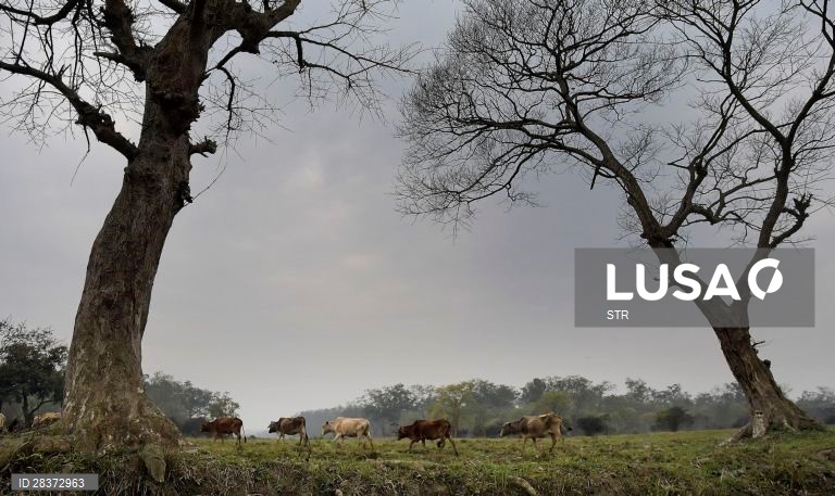 Santuário de vida selvagem de Pobitora, Índia
