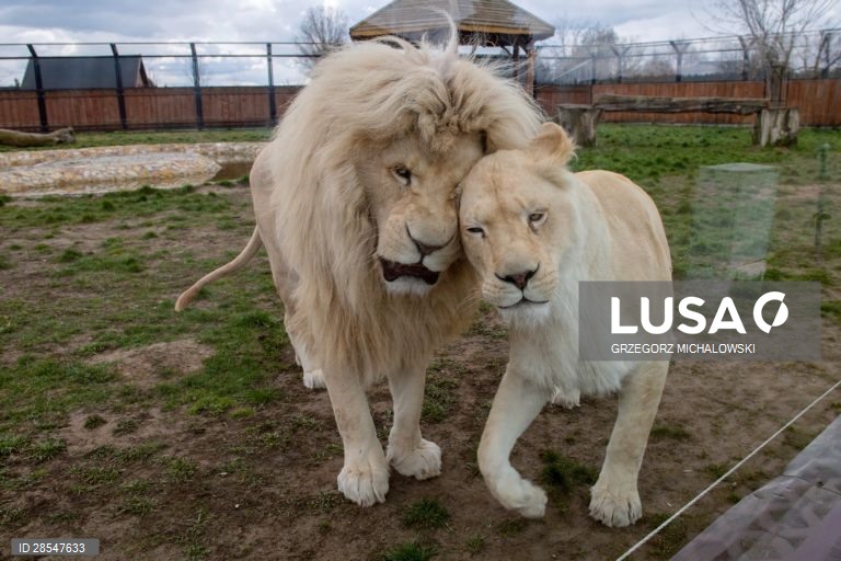 Polónia: Zoo privado em Borysew