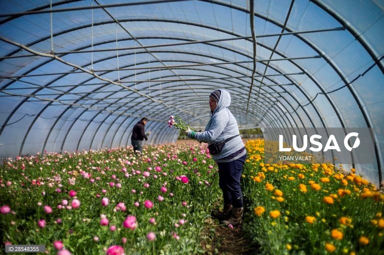 França: Produção de flores no sul de Paris