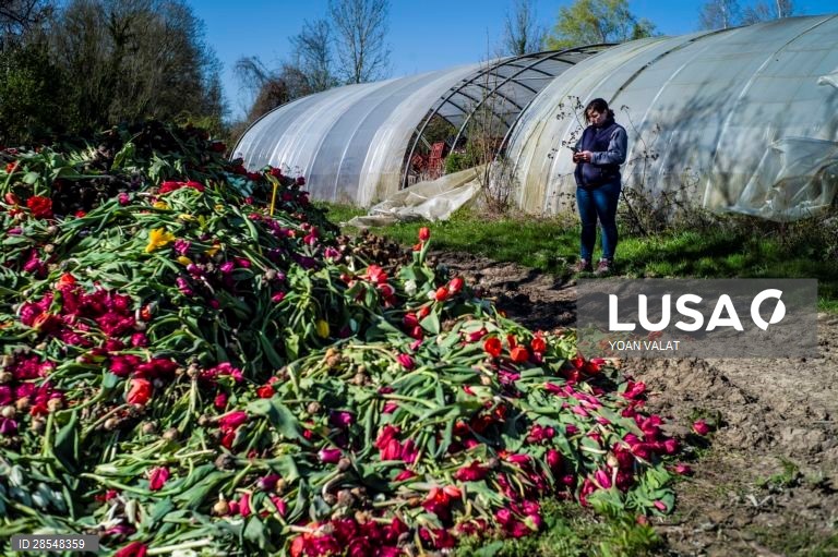 França: Produção de flores no sul de Paris