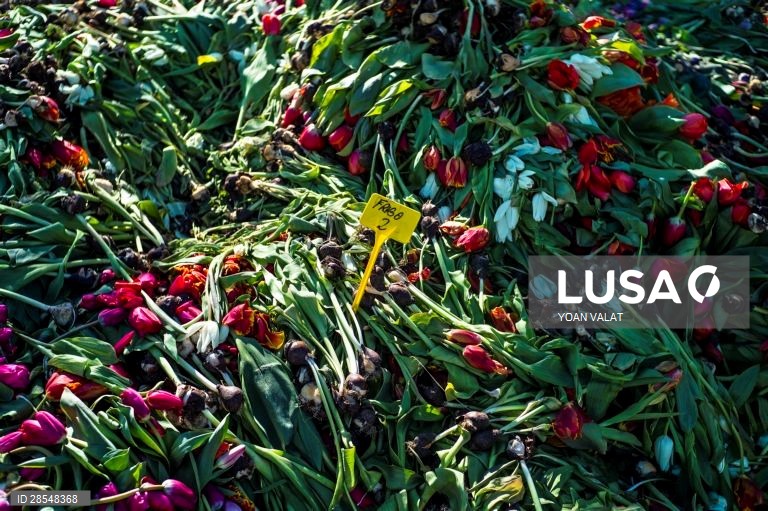 França: Produção de flores no sul de Paris