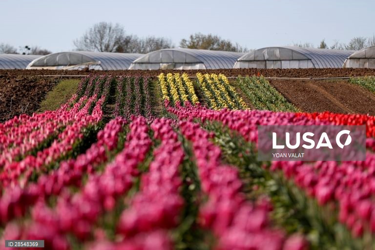 França: Produção de flores no sul de Paris