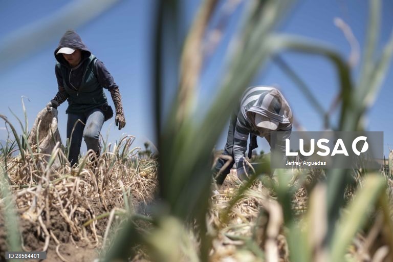 Costa Rica: Colheita de cebolas