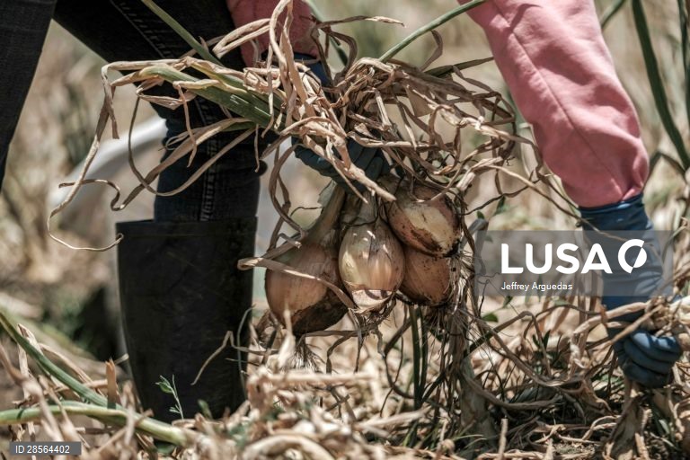 Costa Rica: Colheita de cebolas