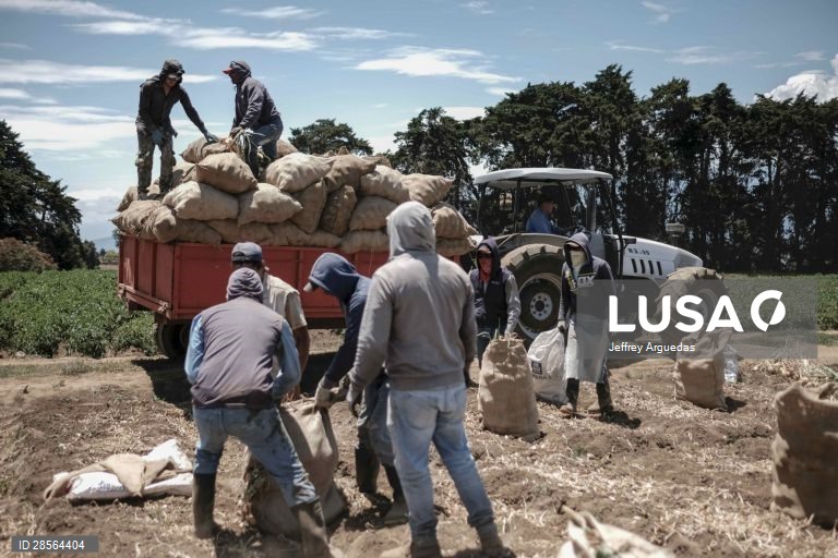 Costa Rica: Colheita de cebolas