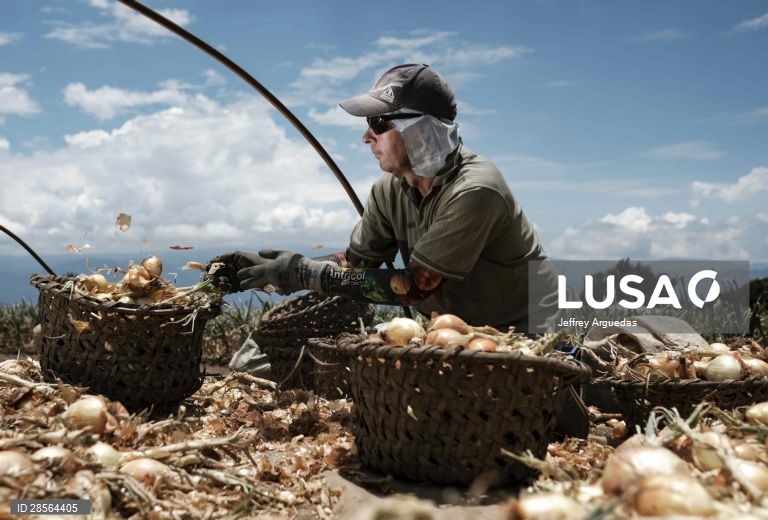 Costa Rica: Colheita de cebolas