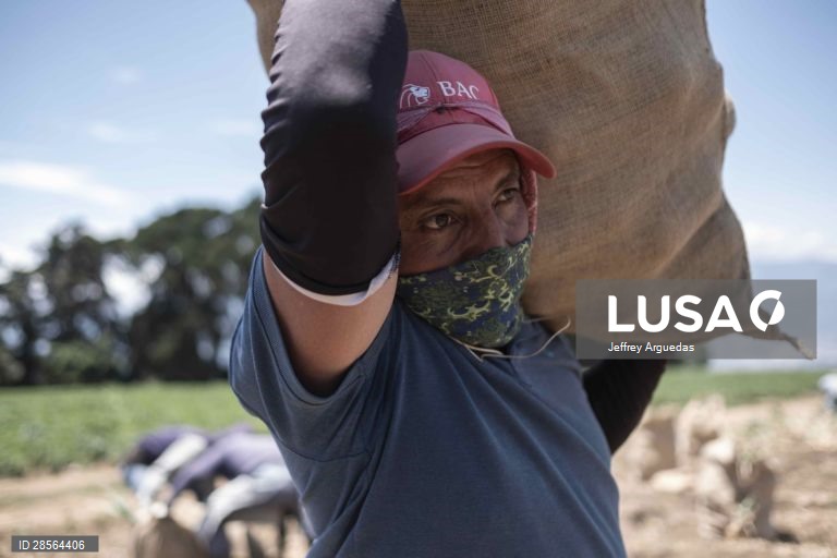 Costa Rica: Colheita de cebolas