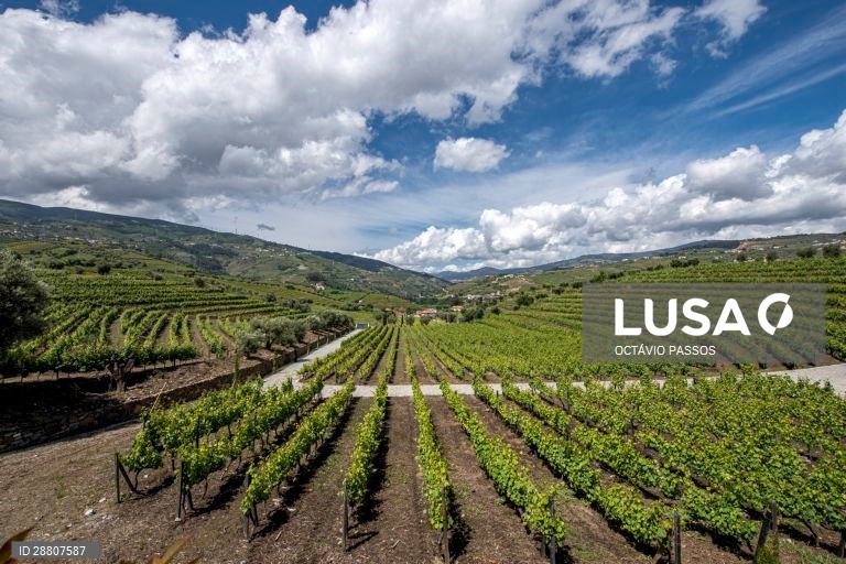 Covid-19: Douro está a preparar a reabertura ao turismo